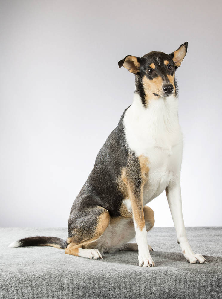 Smooth collie posing for camera in a studio.