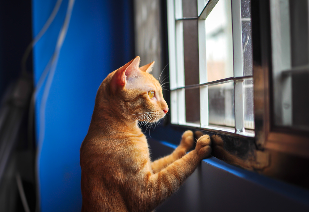 猫　窓の外