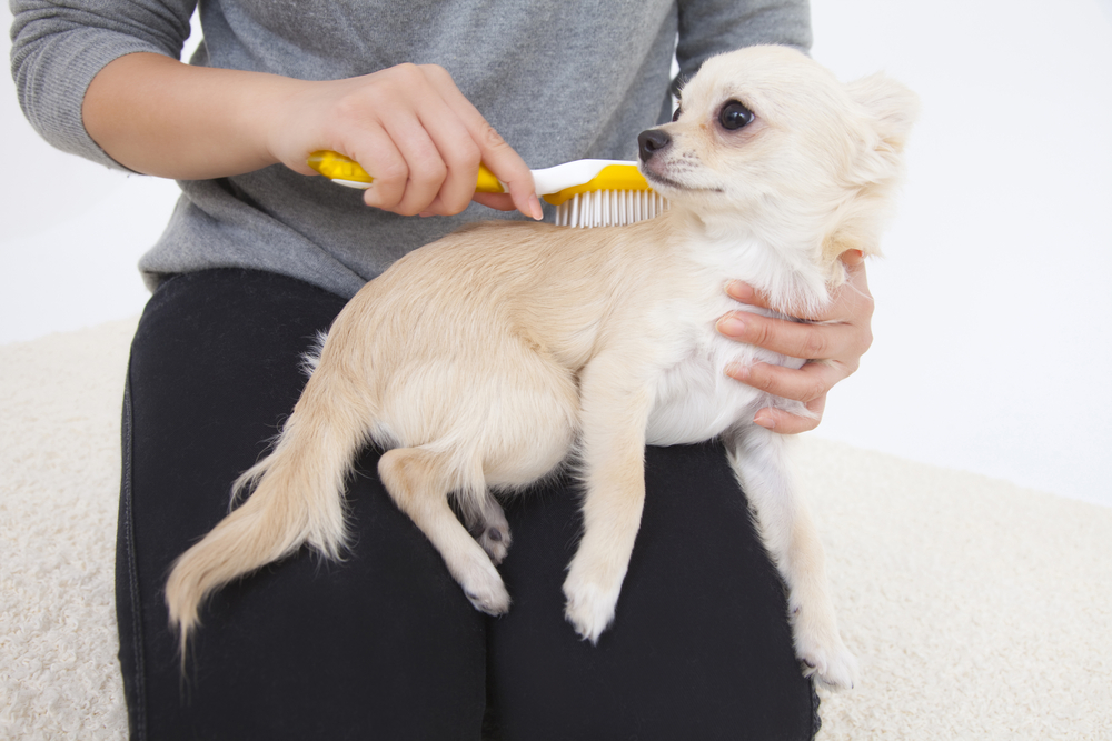 Chihuahua to be brushing