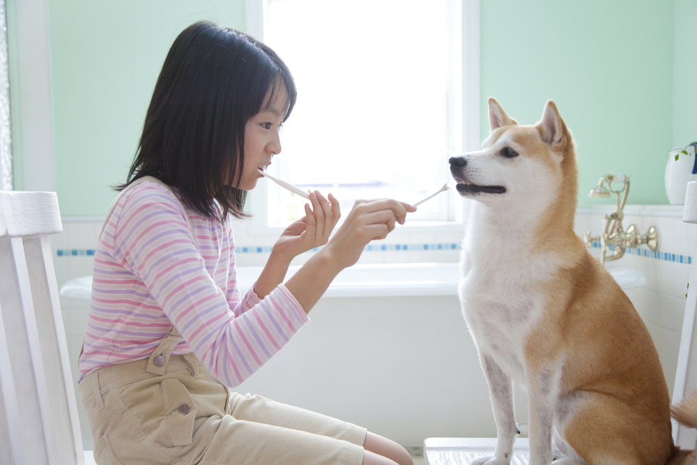 犬の歯石や歯垢の取り方を理解しよう！予防と対策法を徹底解説。