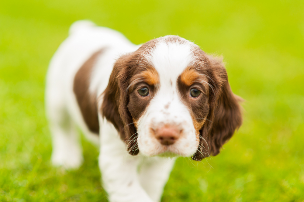 Cute Springer Spaniel pup playing in the garden