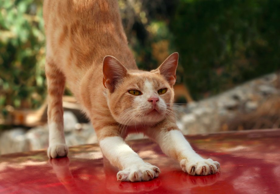 【獣医師監修】猫の腰をトントンをすると気持ちよさそうなのはなぜ？詳しく解説【2023年版】