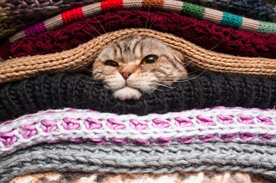 冬に効果的な猫の寒さ対策をご紹介！