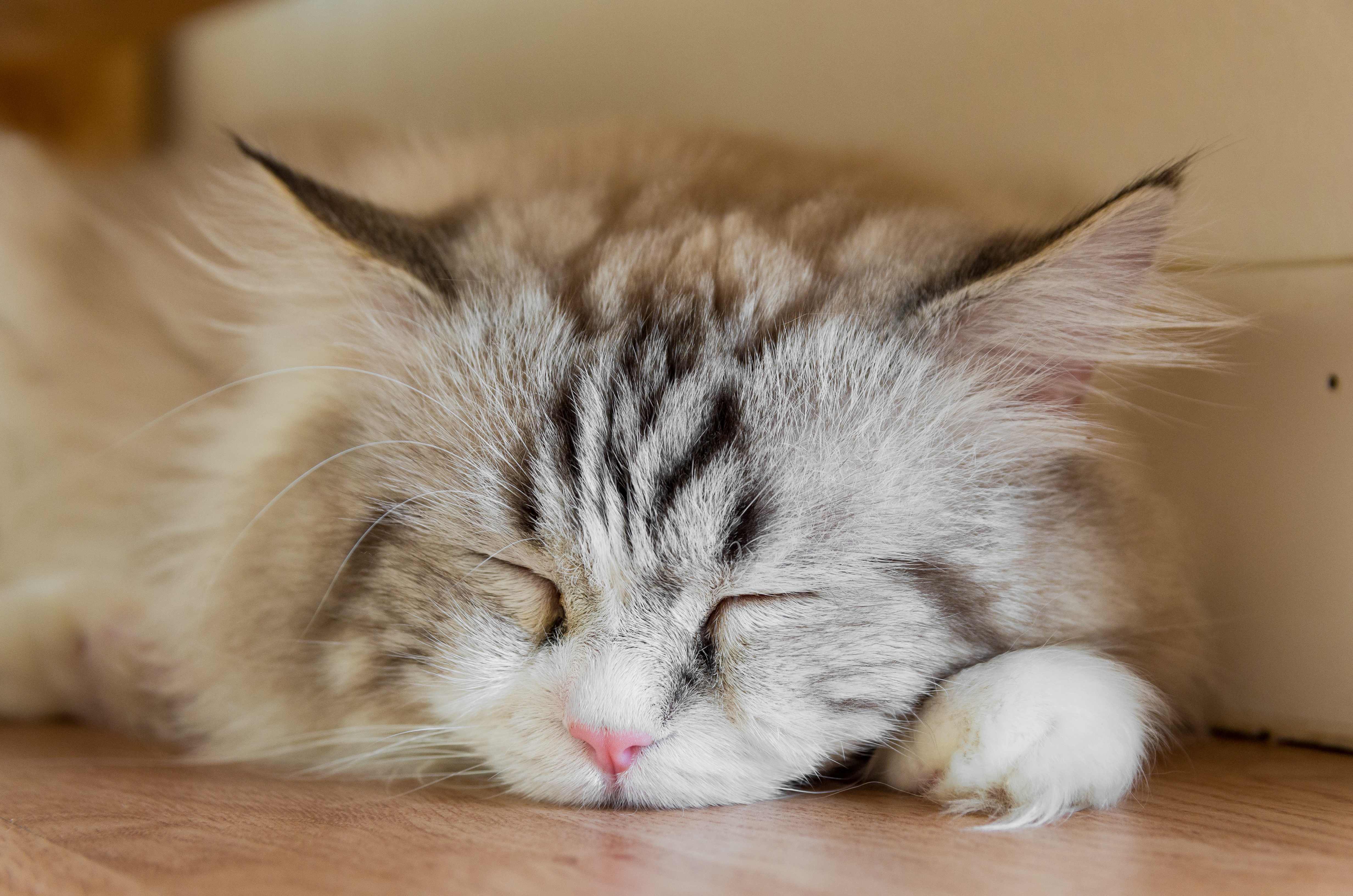 心斎橋にあるおすすめの猫カフェ5選！料金や特徴を紹介！