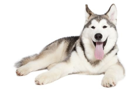 アラスカンマラミュートってどんな犬？性格と特徴から考えるしつけと飼い方のコツ！
