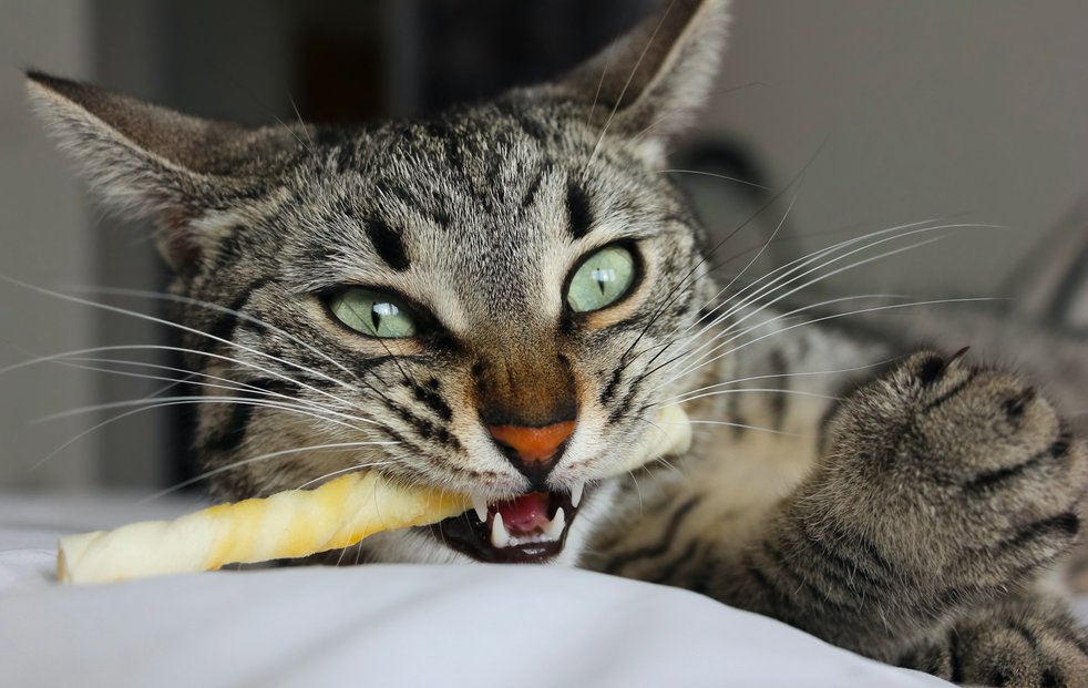 【獣医師監修】猫の噛み癖が痛い！そんな時に知りたい噛み癖を直す３つの方法をチェック！【2023年版】