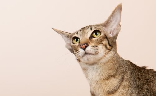  オリエンタルショートヘアってどんな猫？性格と特徴からわかる飼い方のコツとは？