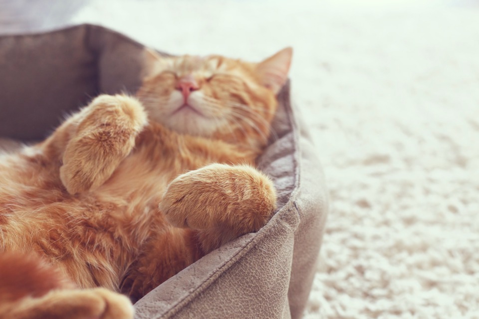 【猫の生態】猫がうなったり、寝言をいったりするときの4つの原因とは？