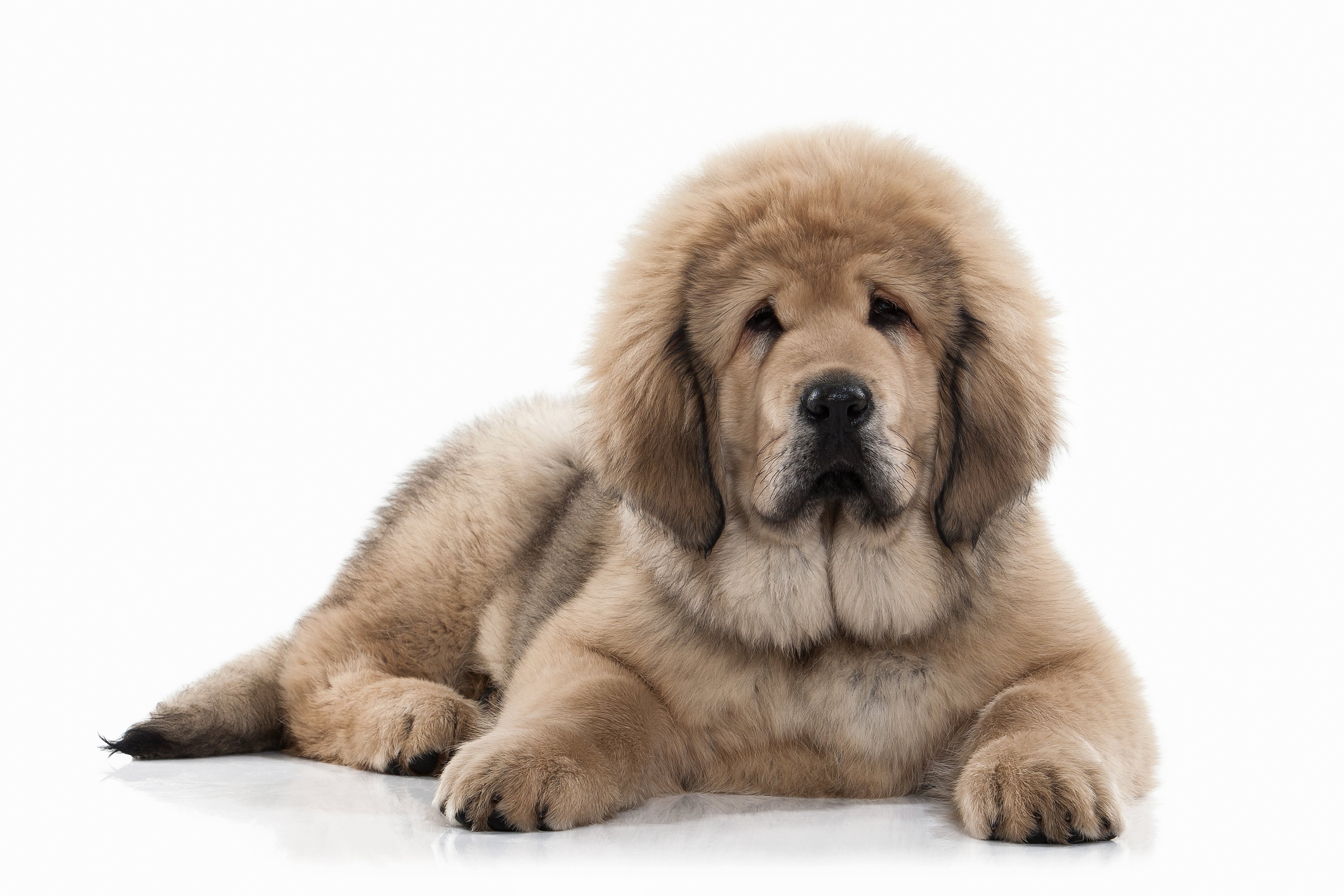超大型犬チベタンマスティフは飼うことができる？子犬をブリーダーから入手できる価格は？