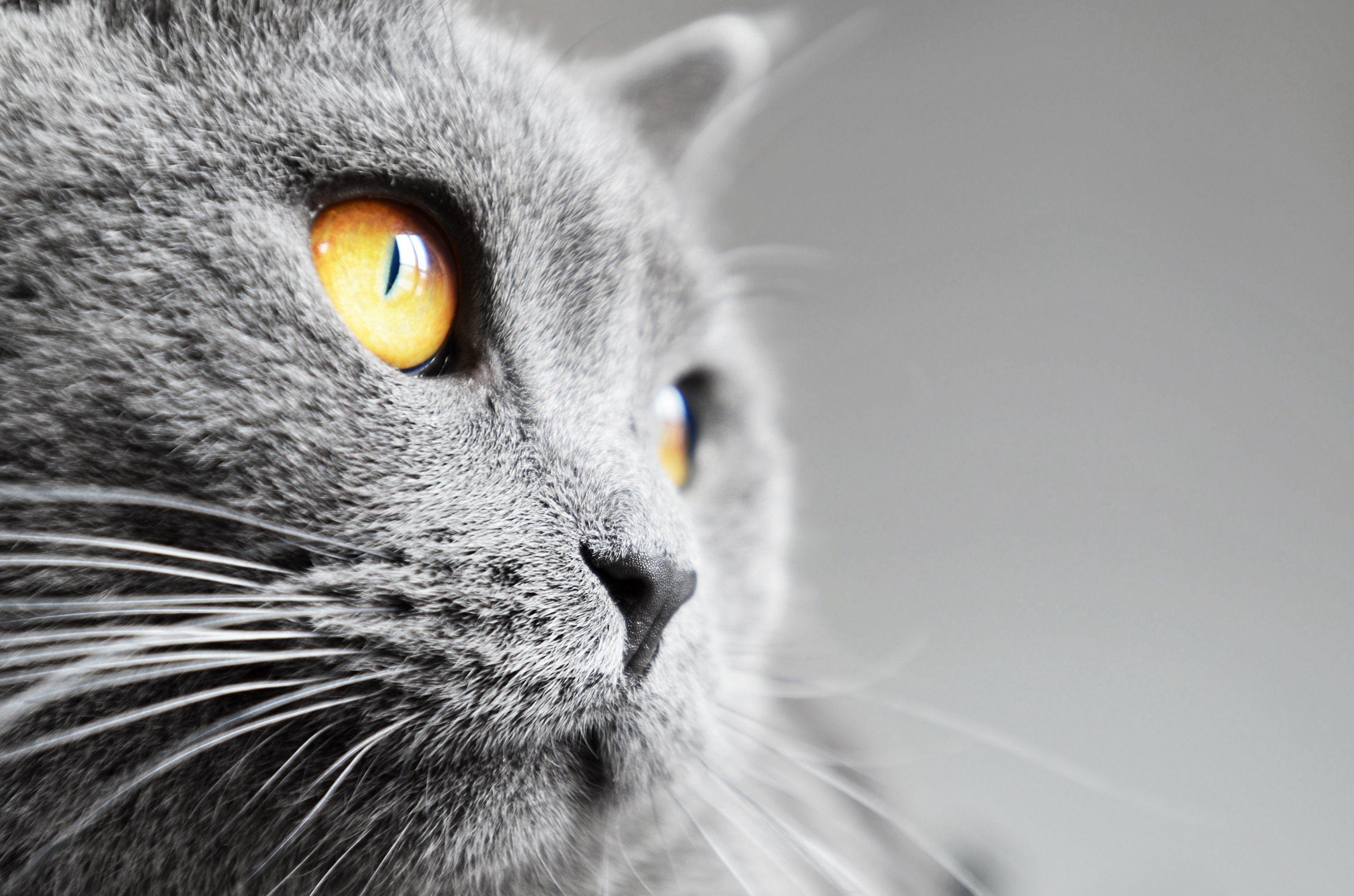 色別にわかる猫の特徴。瞳の色を写真と動画で解説！