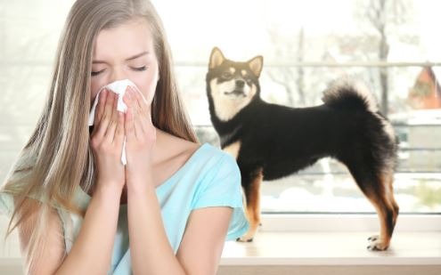 犬 アレルギー
