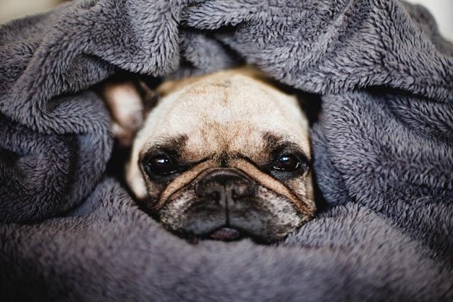 犬　寝る　毛布