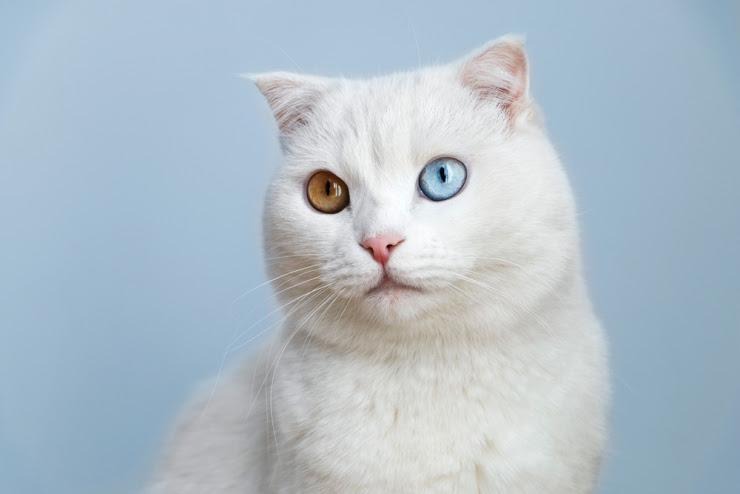 【猫のオッドアイ】左右で目の色が違う原因と短命になる理由とは
