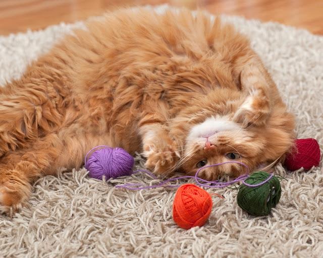 猫　おもちゃ　毛糸　遊ぶ