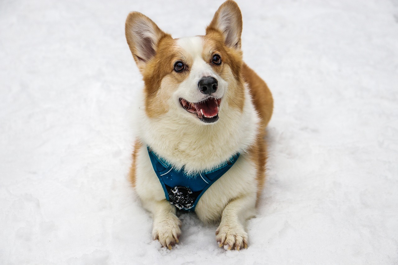 コーギー　犬　雪