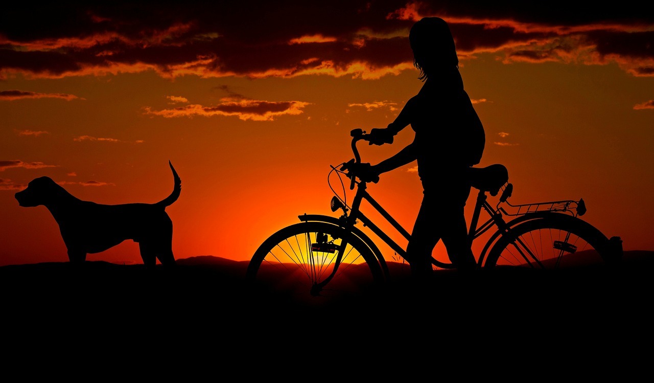 犬　散歩　自転車　夕方