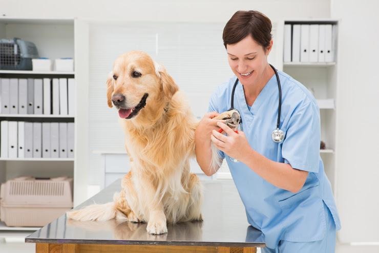 犬の爪切りの為に動物病院を利用してもいいの？料金など詳しく解説！
