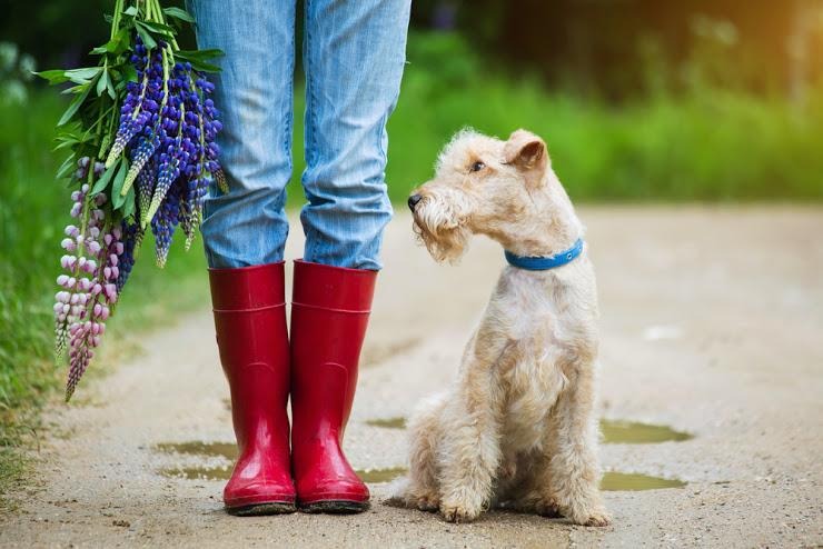 犬　マテ　散歩