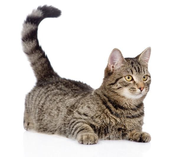 尻尾の長い猫が知りたい。種類や性格について解説。
