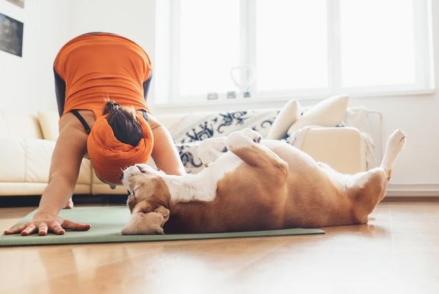 【犬の肥満に要注意】犬に運動が必要な時にみられる5つの特徴！
