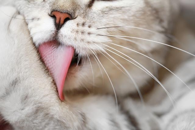 猫　なめる　舌
