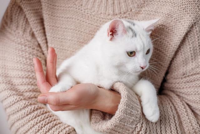 猫　抱っこ　白猫
