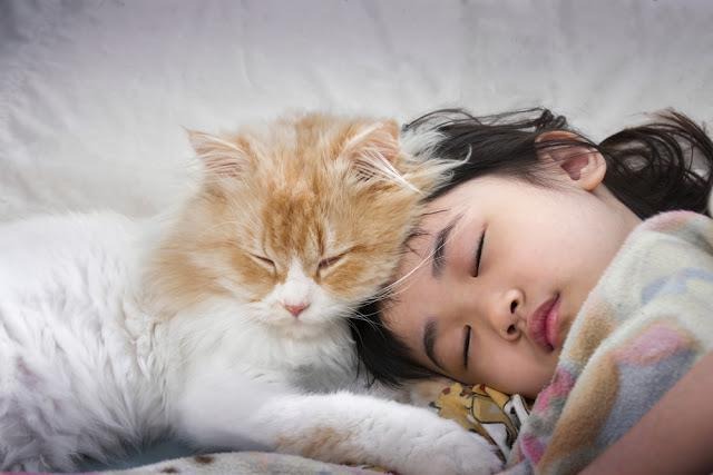 猫　子供　寝る　相性