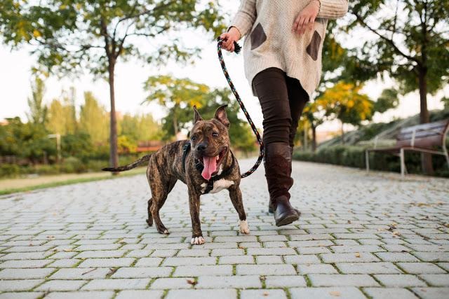 犬とジョギングを楽しもう！用意するリードや走る距離はどのくらい？