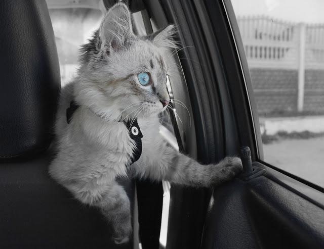 愛猫とドライブに行く際に準備しておきたいグッズをご紹介！