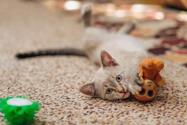 【保存版】猫が喜ぶおもちゃ３選とひと手間工夫をご紹介！