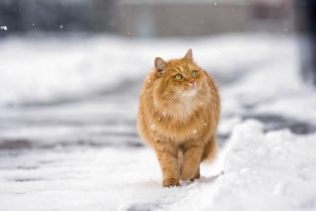 猫　外　冬　雪　散歩