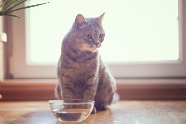 猫　水　飲まない