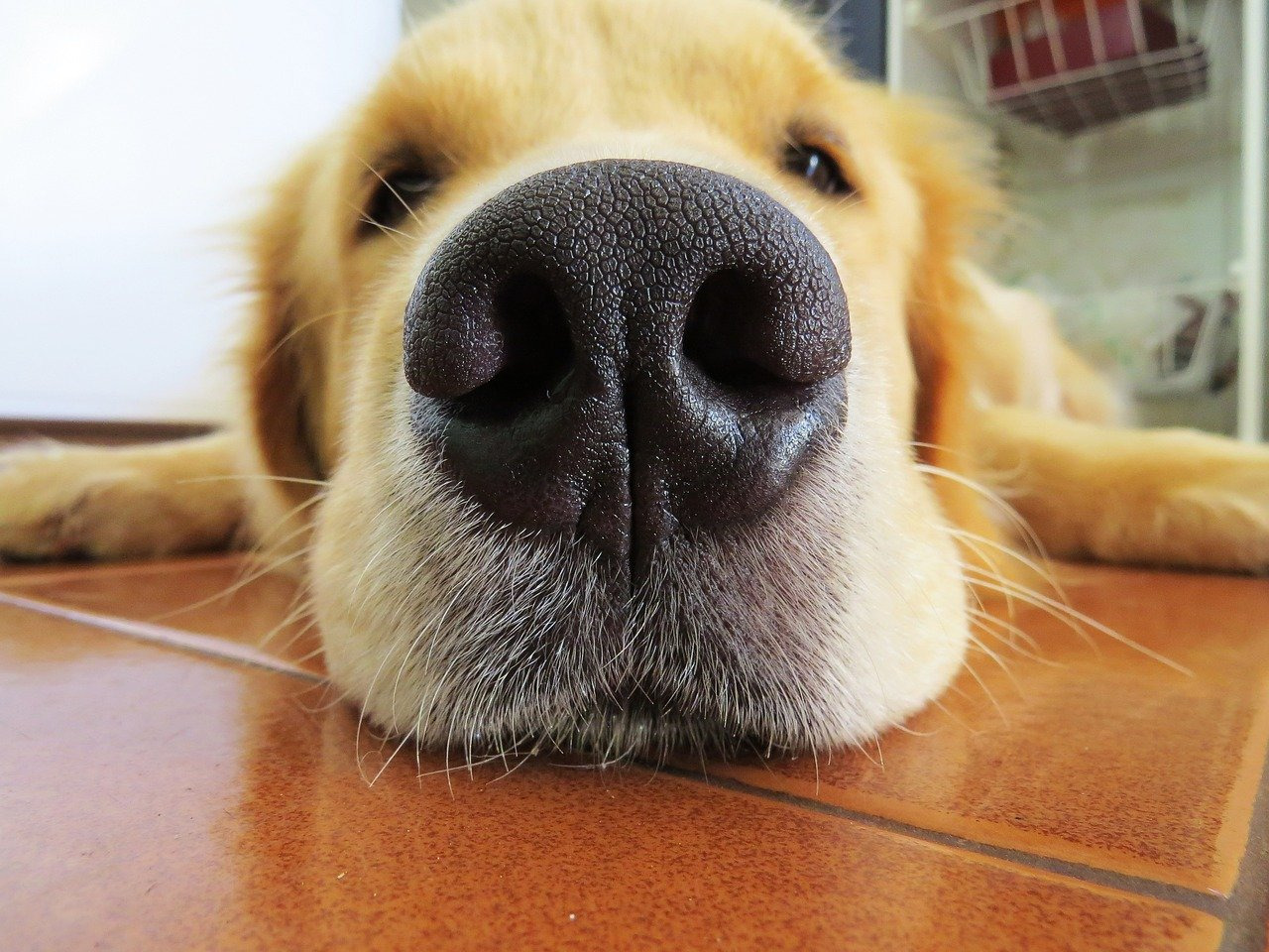 【ドッグトレーナー監修】犬が鼻を鳴らす意味は？犬の気持ちを解説！【2023年版】