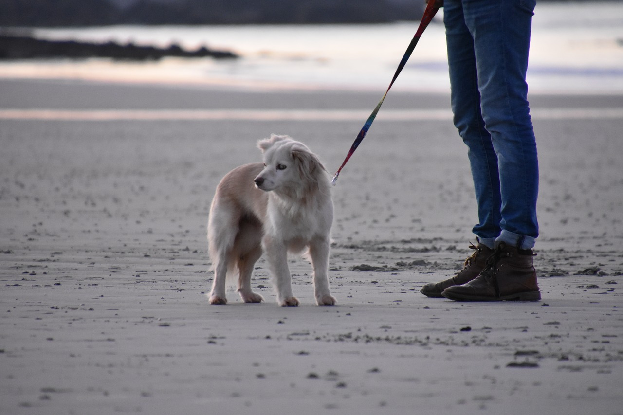 犬　海