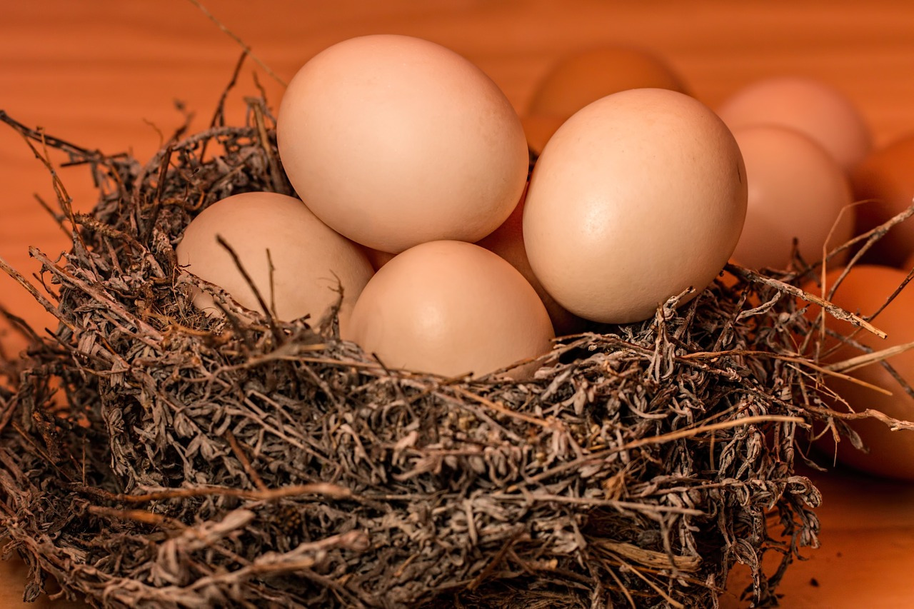 犬が卵を食べるとアレルギーになる？注意したい卵の与え方を詳しく解説！