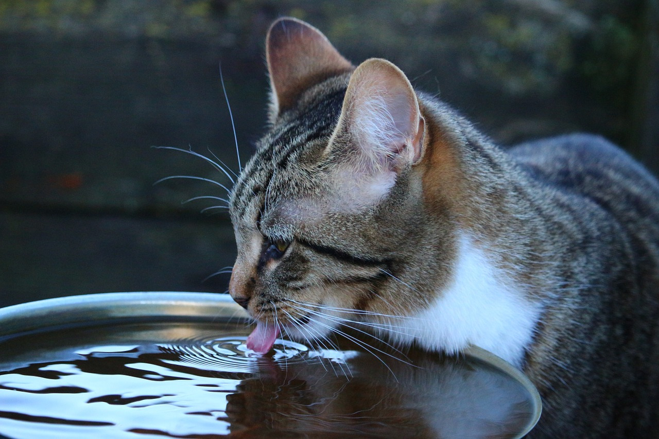 猫 水