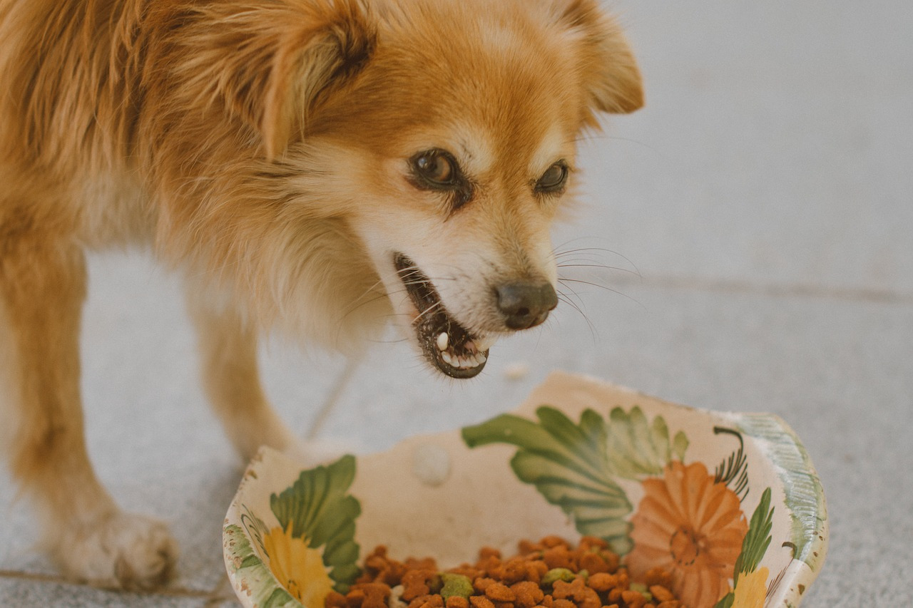 犬　食べる