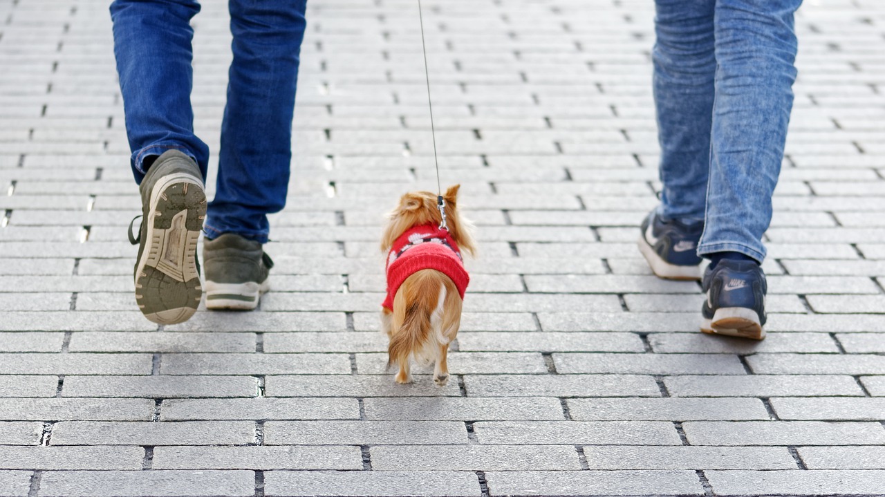 犬　散歩