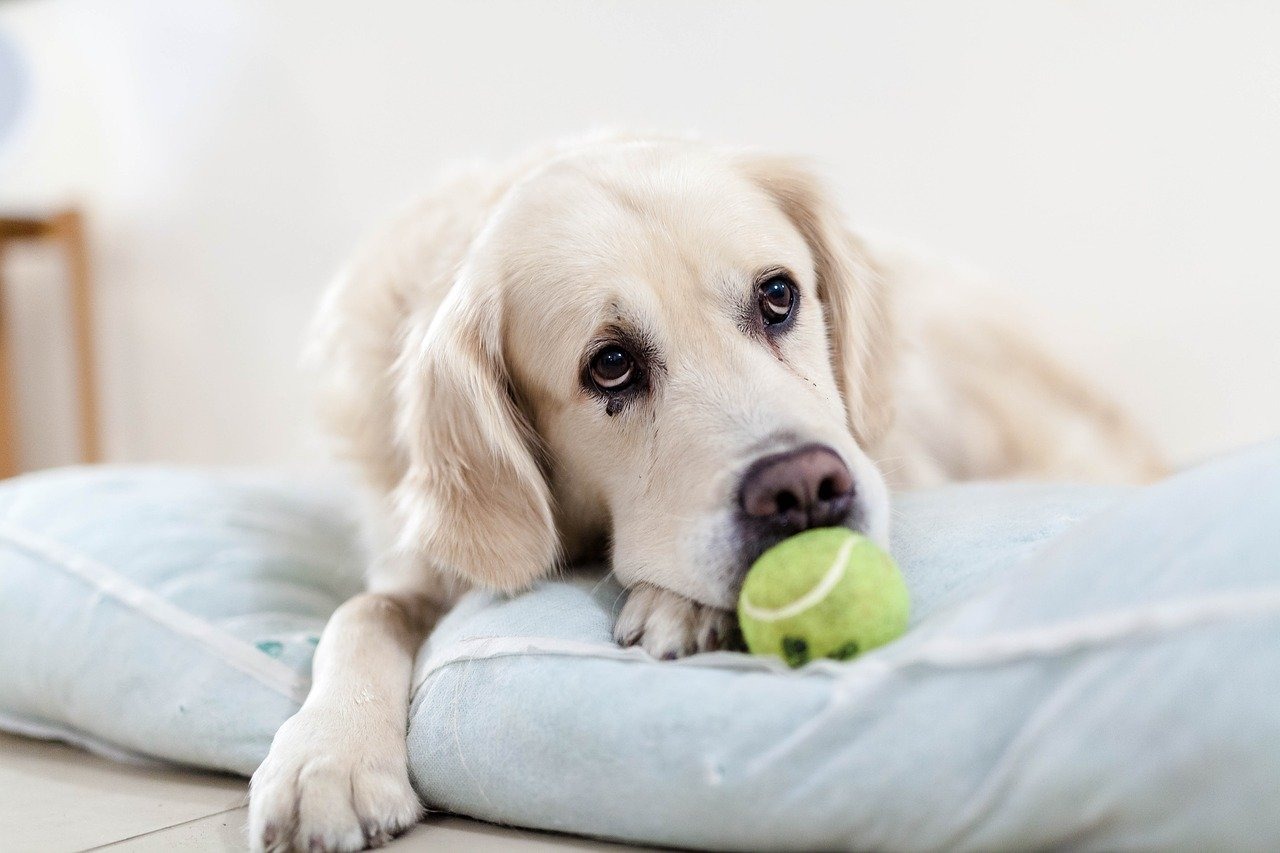 犬