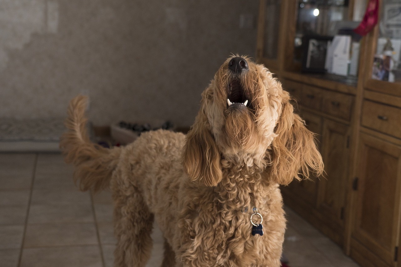 犬　吠える