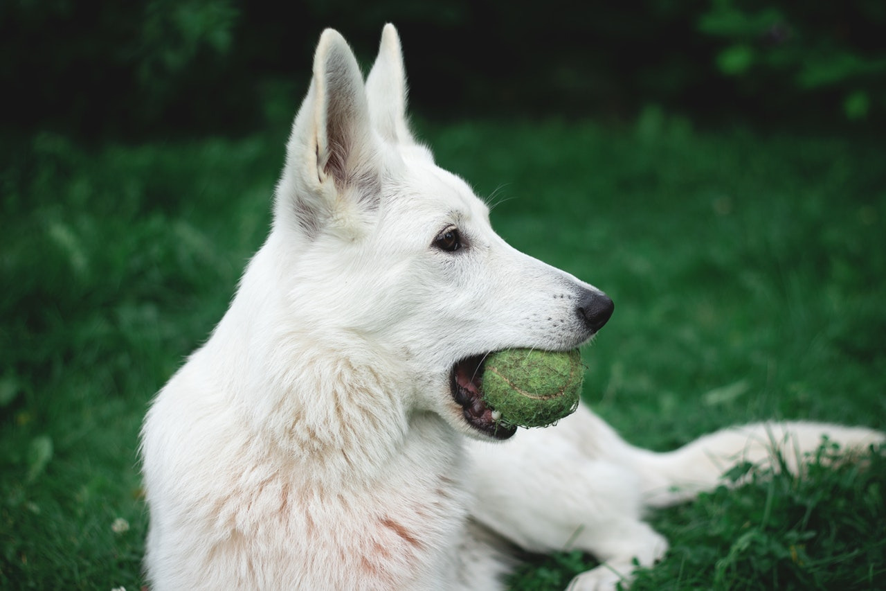 犬　ボール