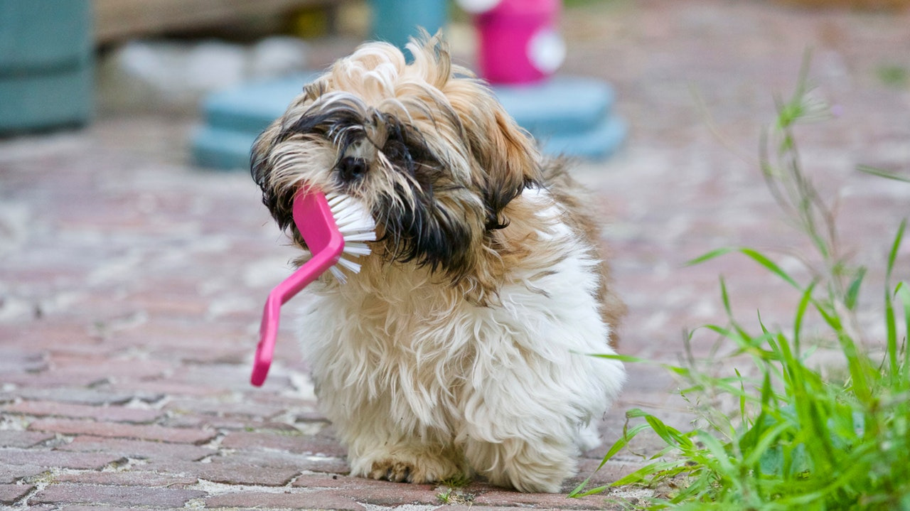 犬　おもちゃ