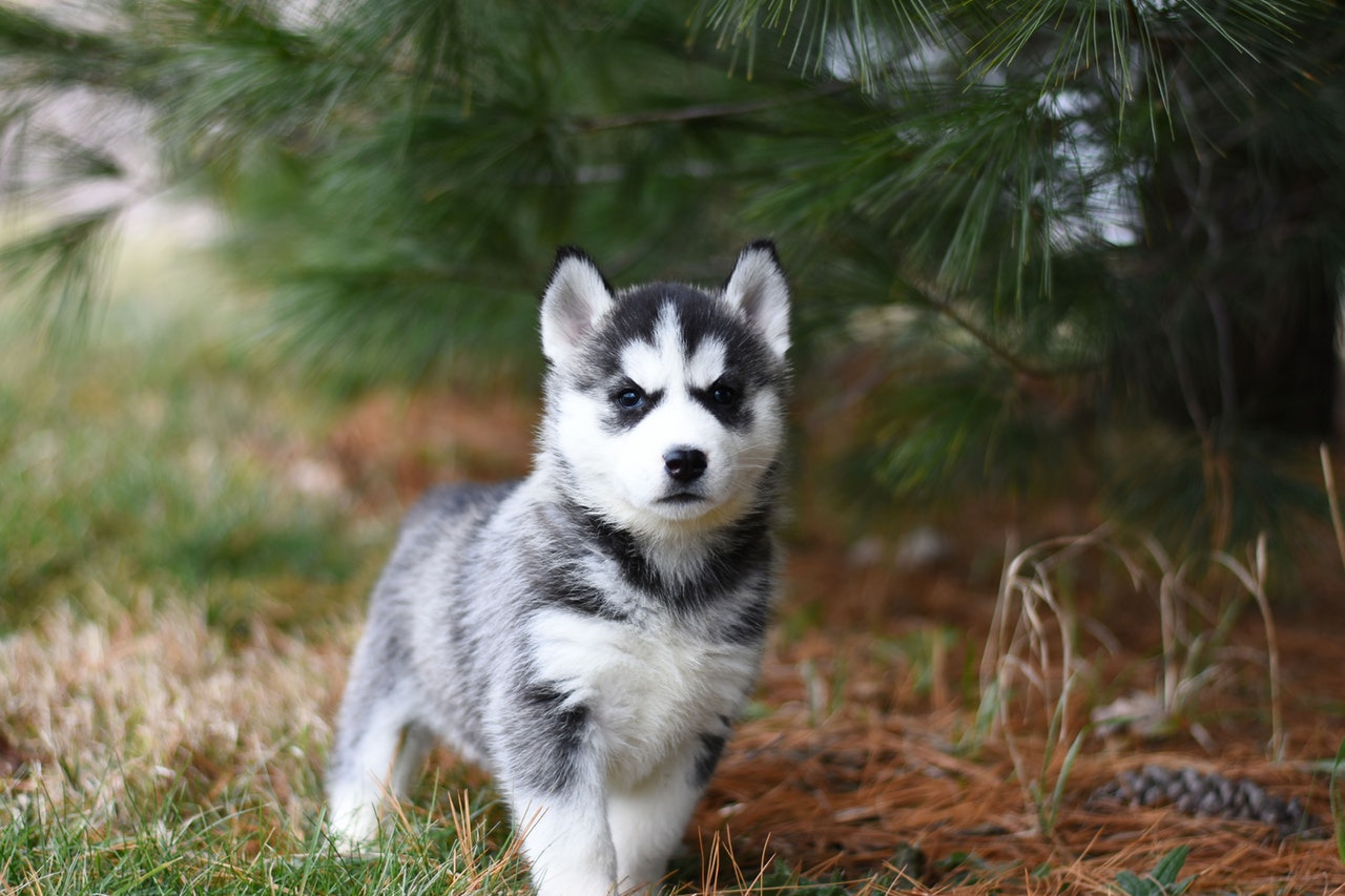 子犬　屋外