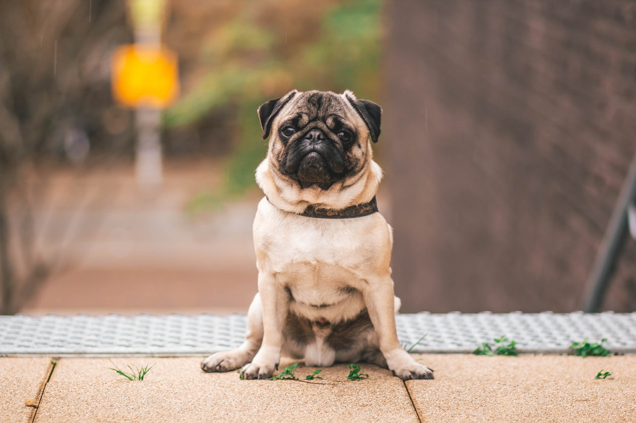 犬　おすわり