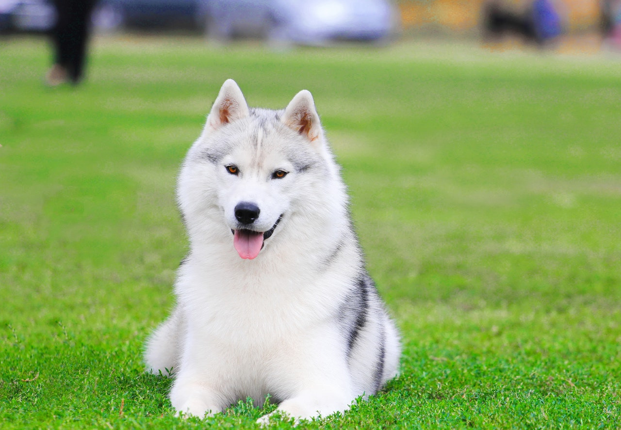 犬　屋外