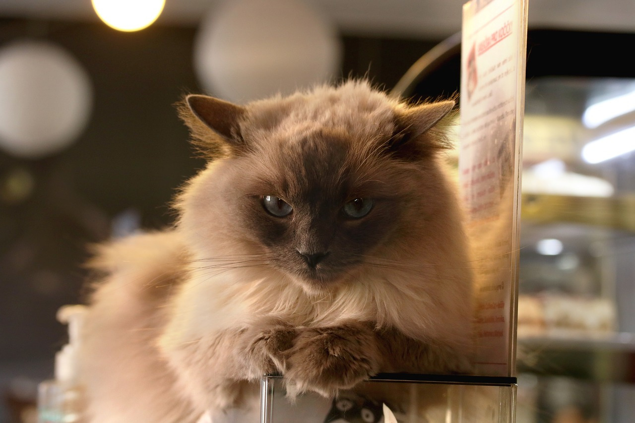 下北沢にあるおすすめの猫カフェ3選