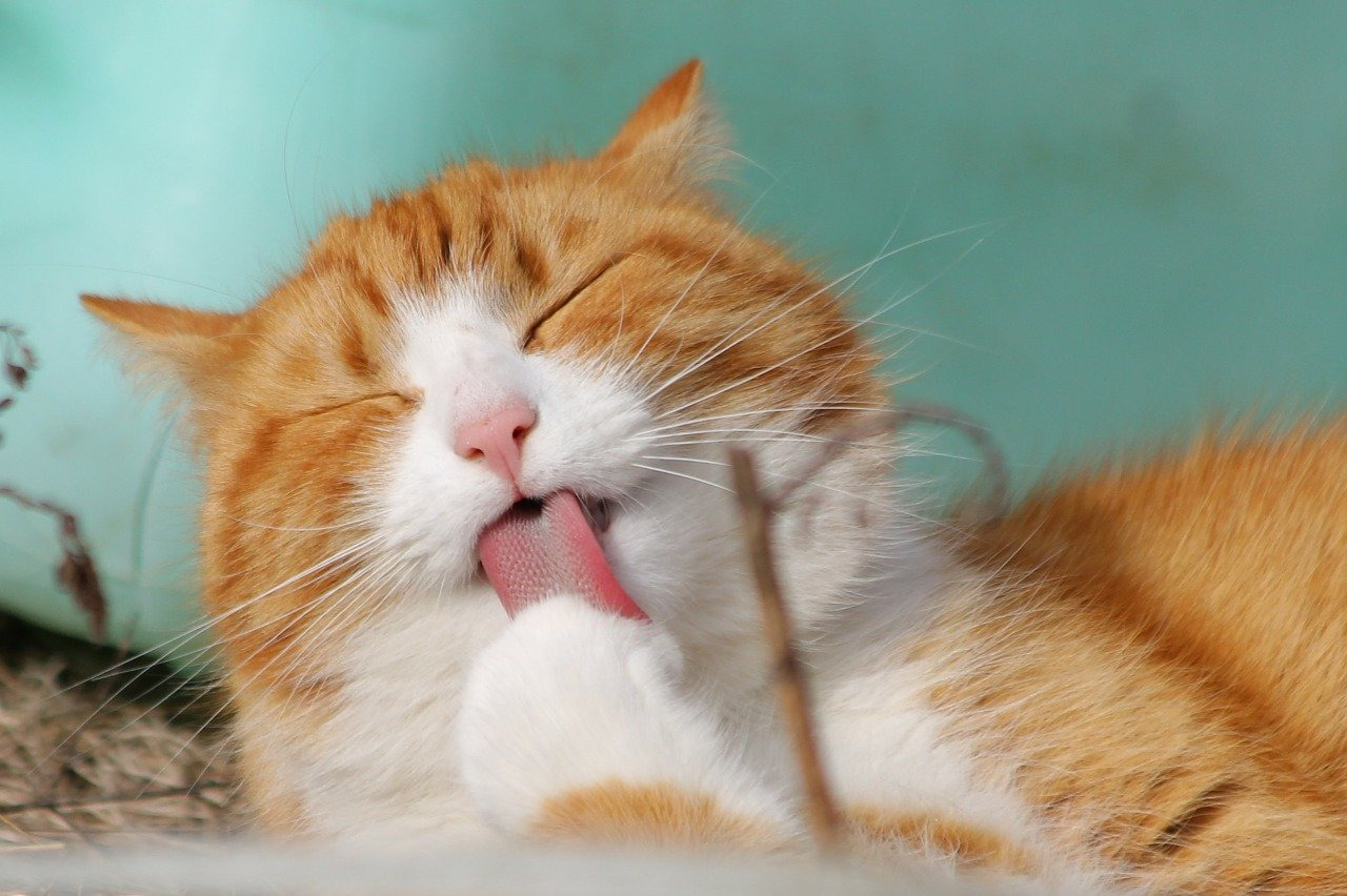 姫路にあるおすすめの猫カフェ7選！料金や特徴を紹介！