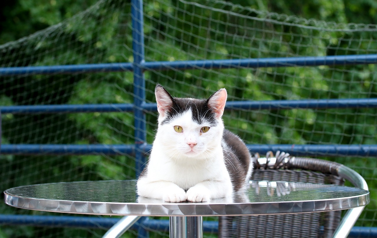 岡山にあるおすすめの猫カフェ５選