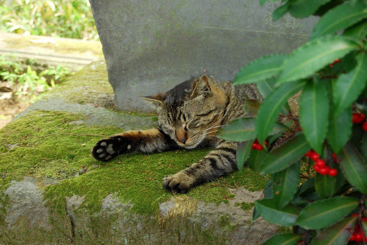 川越周辺にあるおすすめの猫カフェ6選！料金や特徴を紹介！
