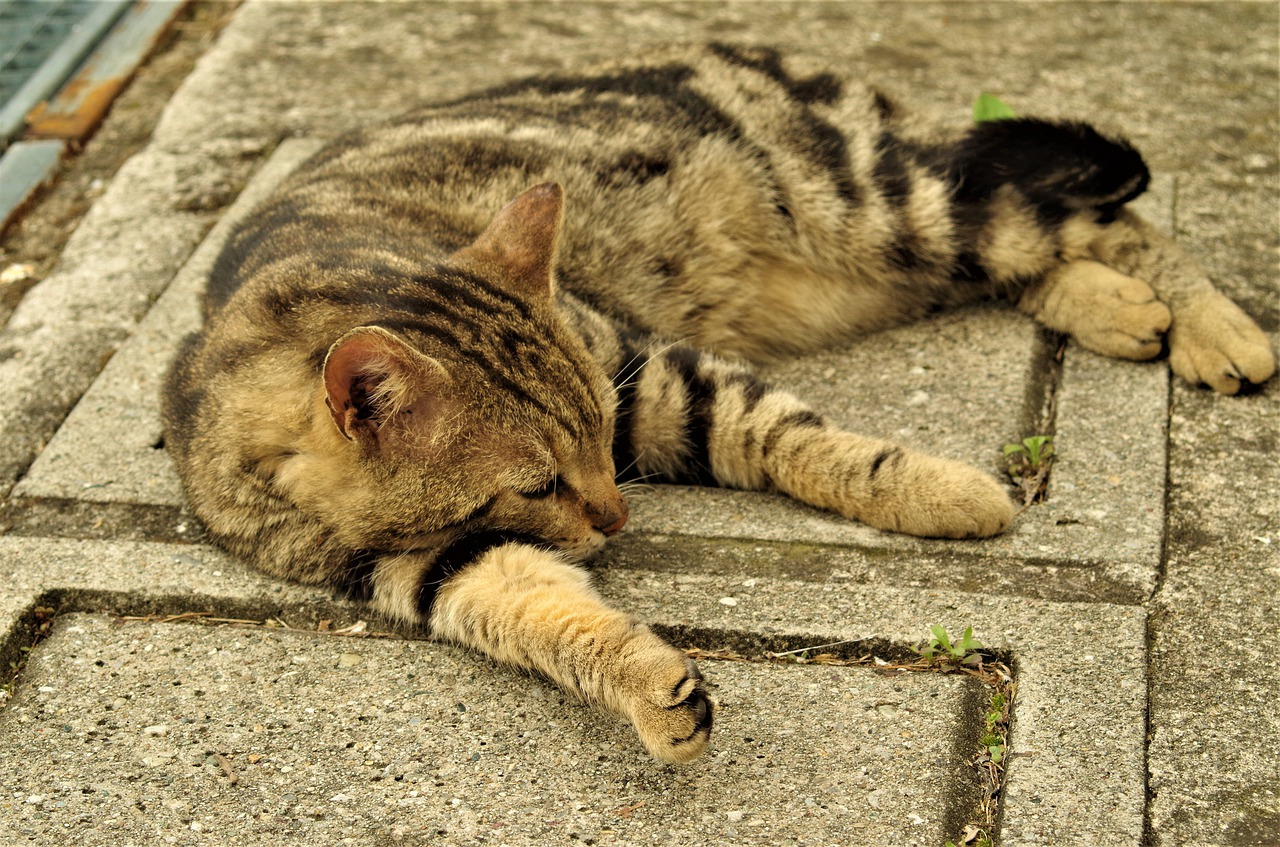 【兵庫県】兵庫県で猫の里親になれる譲渡会や保護施設をご紹介